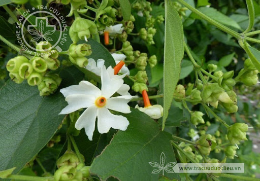 Cây Dạ hoa. Nyctanthes arbor-tristis L. - Cây Thuốc Nam Quanh Ta